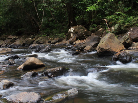 Endau-Rompin Johor National Park